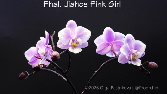 Phal. Jiahos Pink Girl TL