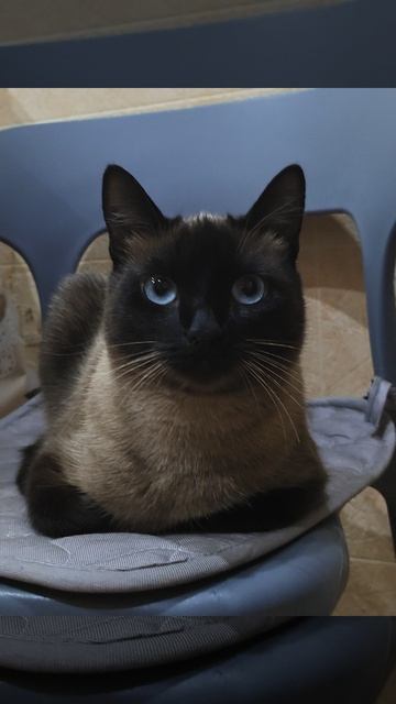 Моя любимая кошечка 💖