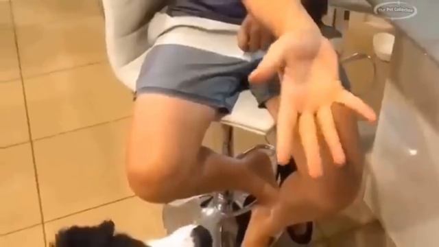 Топ смешных моментов с нашими любимыми домашними животными 🐈🐈⬛🐕🦺🐩🐕