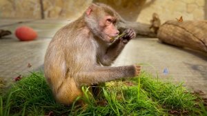 ПОТЕРЯЛИ Люсю! Настя НЕ ДЕЛИТСЯ червяками, только траву РВЁТ ОХАПКАМИ! ВСЁ для любимых ГАМАДРИЛОВ