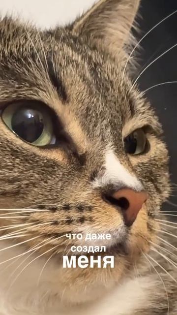 Котозависимость