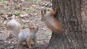 Первые бельчата. Зарисовка