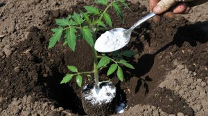 1 Ложка в лунку при посадке Томатов Огурцов Перца и они сразу пойдут в рост и не будут болеть!!!