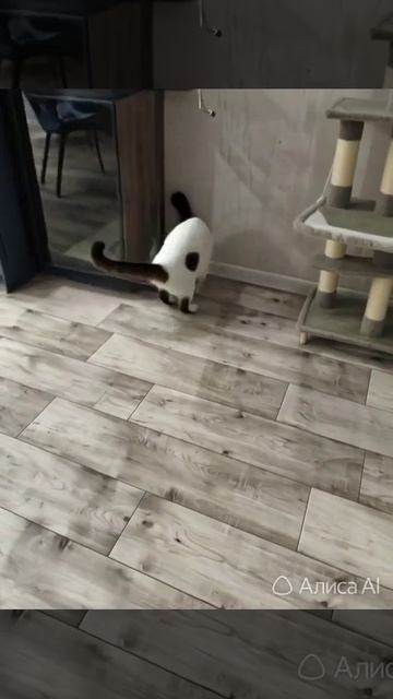 котик от ИИ