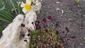 19,20 апреля 2026г.Расцвела камнеломка.А я все ещё кошу ))