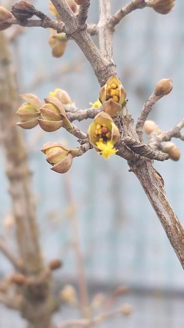 Кизил, Тамбов, последствия морозов.