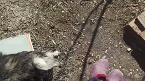 25 февраля 2024г.Мой дом.Строю утепленную будку.