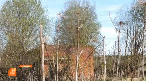 В борьбе с опасным сорняком