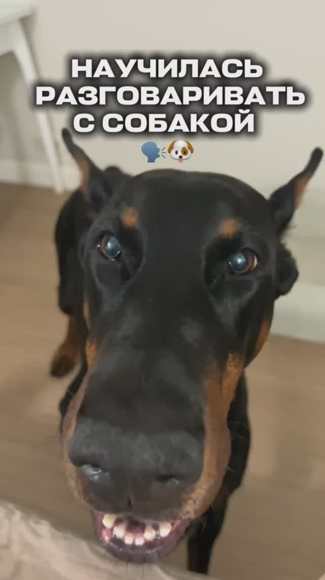 РАЗГОВОРЫ С СОБАКОЙ 🗣️
