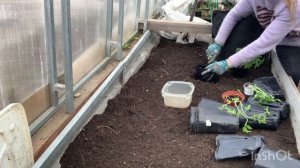 Пикирую томаты в парнике