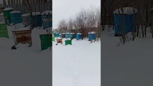 856.mp4 Зима вернулась