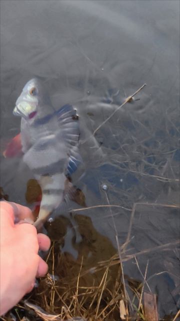 Рыбалка.Весна.Донки.