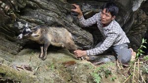 Собирал в горах дикие коренья и нашел козленка, застрявшего в глубокой яме, и спас его живым.