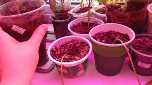 Погода 21 апреля ❄️❄️❄️- мои цветочки и рассада 🌱🌺🌸