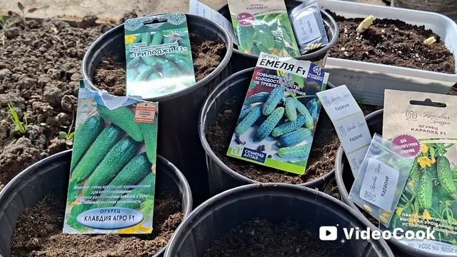 Наши 8,4 сотки🏡Одна на участке. Сею огурцы и кабачки.И цинии🌼🏵🌸