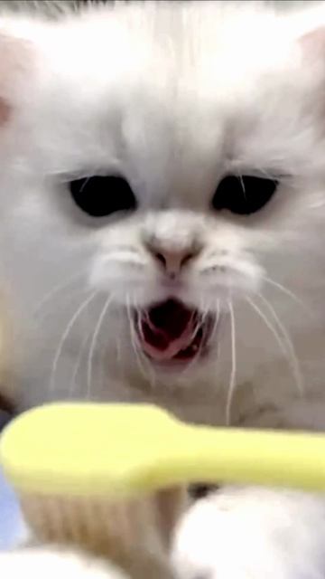 Заставка для видео ПУШИСТЫЙ КОТИК № 536