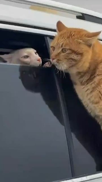 Весна...когда любимая на все лето уезжает к бабушке🐱