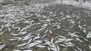 Очень много рыбы / нерест селедки / 20 апреля 2026 года / остров Сахалин
