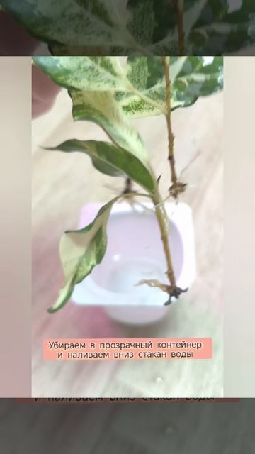 как легко укоренить фикус