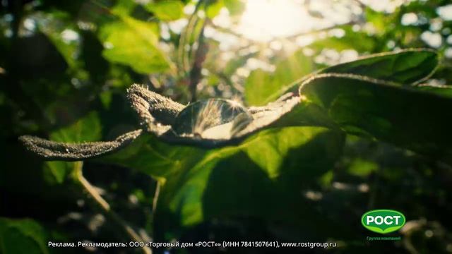 Реклама компании Рост - 