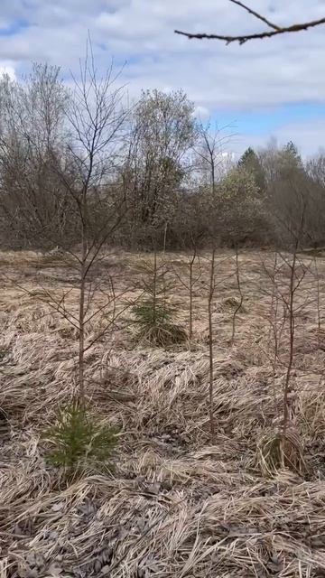 д. Шибинка 50:18:0090120:534