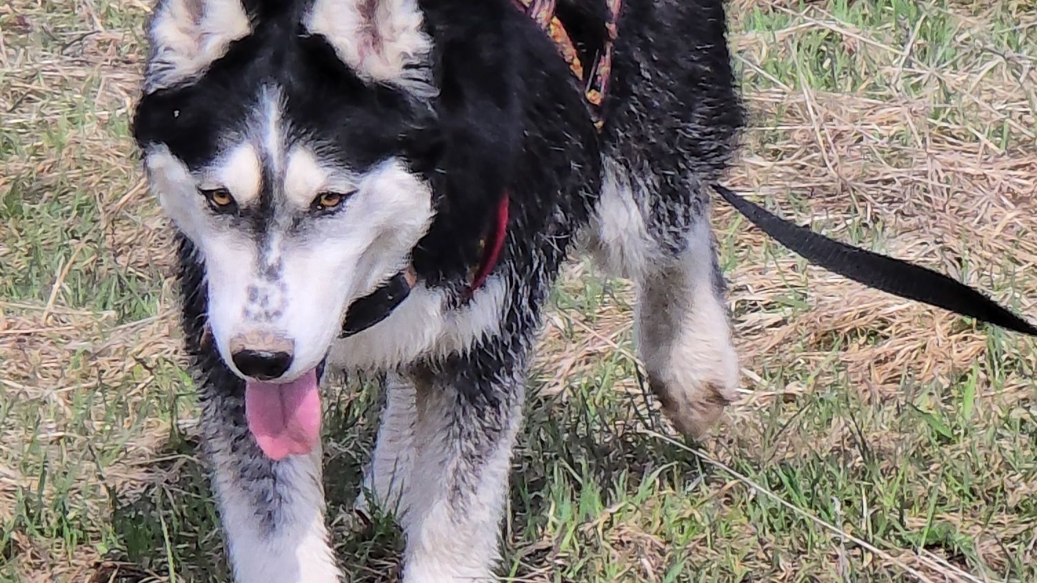 Хаски Дик на даче 30.08 - 16.09.2025