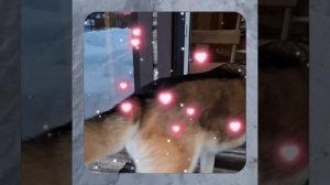 1000056730.mp4 (Собака наблюдает за устройством лестницы на 2-ой этаж в доме А-фрейм)