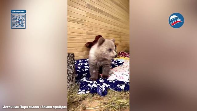 Оставшийся без матери спасённый медвежонок по кличке Дынька получил круглосуточную охрану