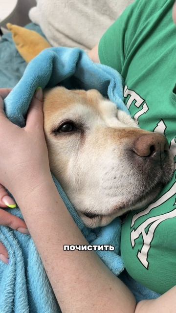 Не доводите собаку до мучений, и своевременно введите в уход чистку зубов👉 Зубной  пастой #WW289331
