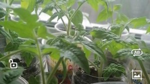 21-04-2026моя рассада томатный гномов