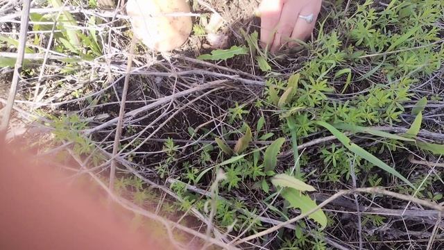 УРОЖАЙ ГРИБОВ В АПРЕЛЕ! Рядовки лиловоногие синеножки открытие грибного сезона урожай грибов весной