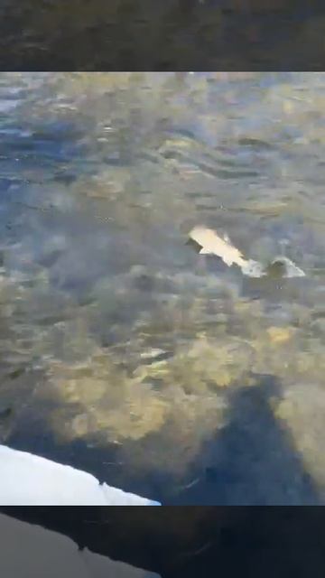 весенний Ленок на удочку