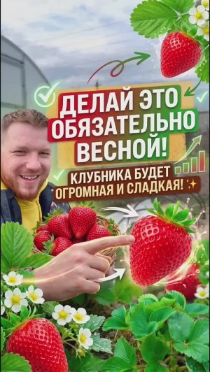 Меня захейтили за эту обрезку! Смотрите, что стало с клубникой через 2 недели #огород  #клубника