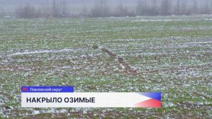 Аграрии Нижегородской области не считают снегопады большой угрозой для посевов