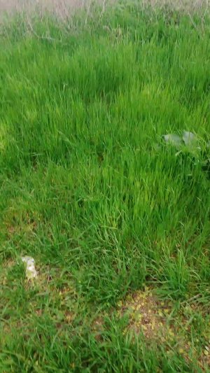 Я иду к бабушке