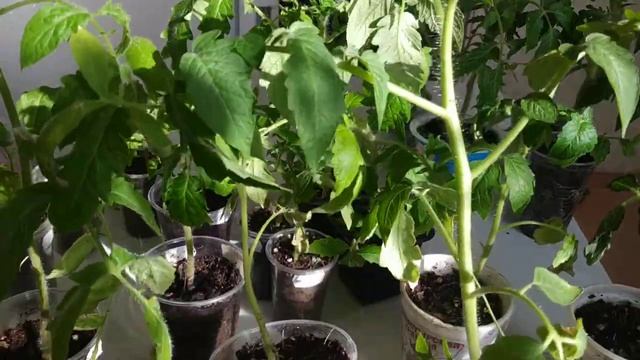 Что случилось с рассадой томатов? Листья сохнут, желтеют. Что делать?