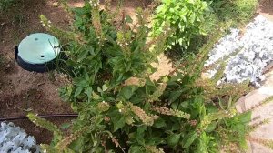 Базилик такой разный, многолетний.