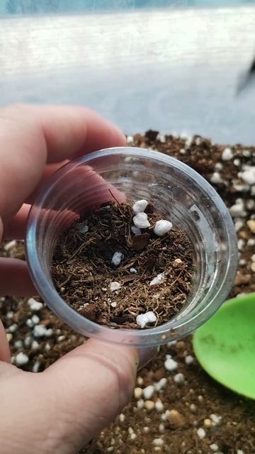 Пересадка клубней Dragon Scale