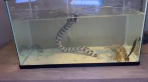 Нашел самых страшных морских монстров на чердаке