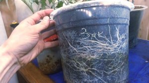 🍅 🍅 🍅 КОРНИ ТОМАТОВ РАСТУЩИЕ ВВЕРХ 🍅 🍅🍅