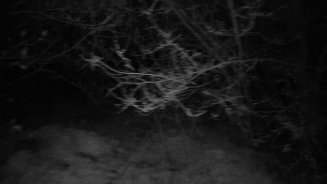 Тестирую камеры смартфона Blackview Xplorer Walkie Talkie