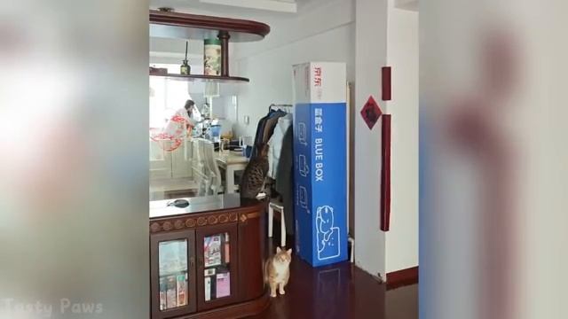 Супер Смешные подборки с видео с домашними животными 🤣🤣прикольно и смешно!