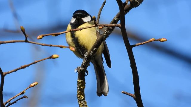 Птицы в Великом Новгороде, голоса птиц, Синица поёт, наблюдение птиц, 21 апреля 2026