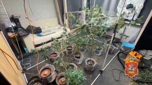 В Красногорске полицейские задержали мужчину, который в арендованной квартире выращивал коноплю