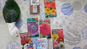 купила и посеяла))цветы радуют)))