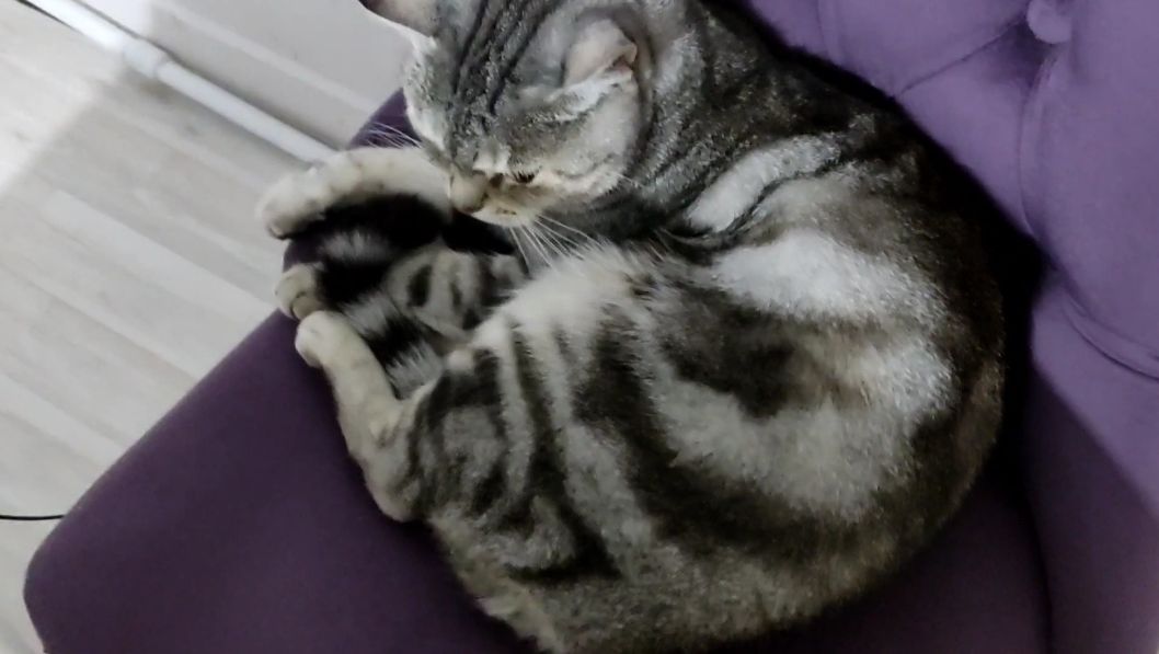 Кот Тайсон сегодня злой,не подходи!