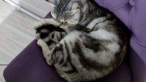 Кот Тайсон сегодня злой,не подходи!