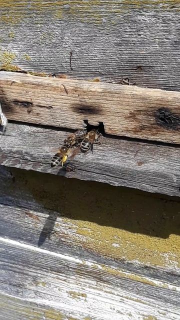 Второй день принос пыльцы. Пора заводить журнал цветения медоносов.