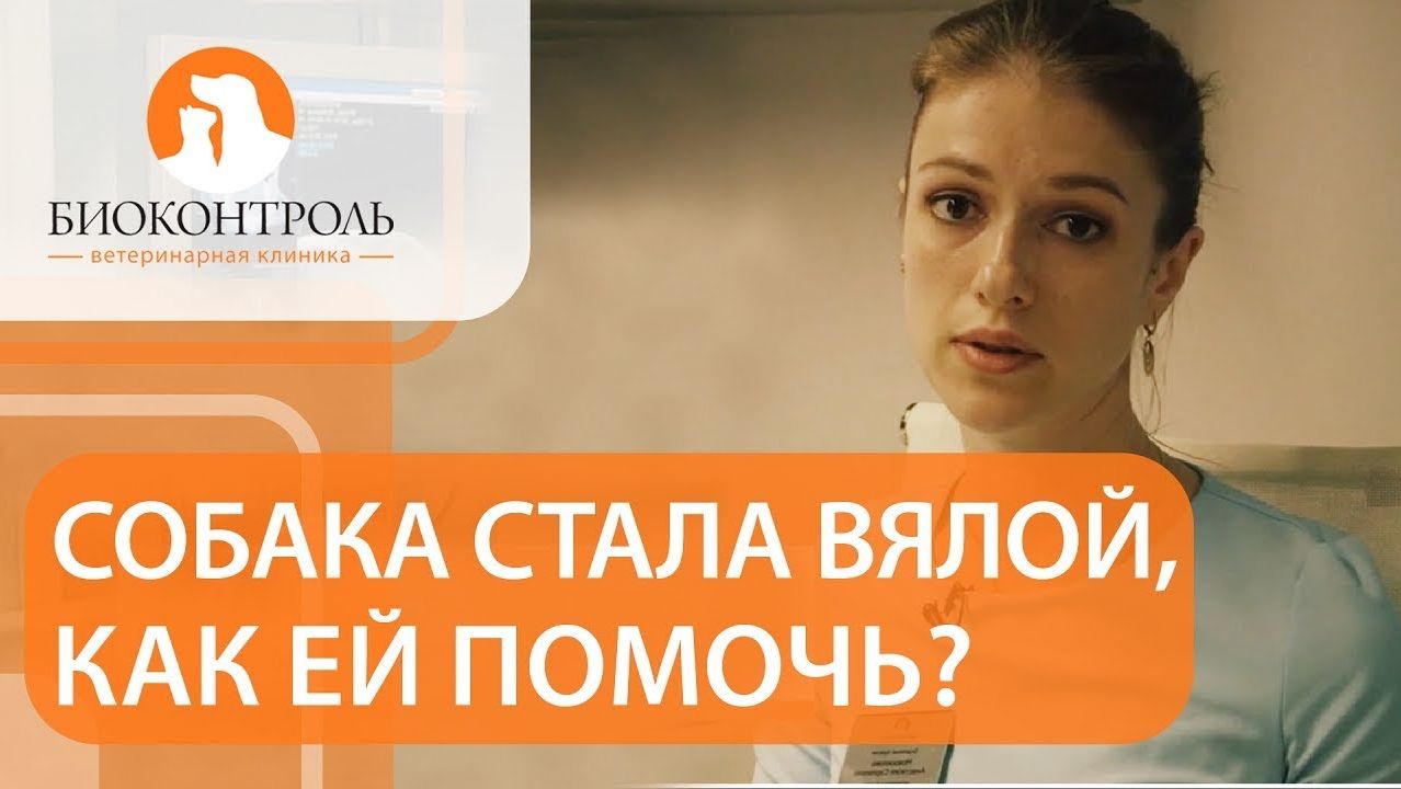 Вялость и отсутствие аппетита у собаки  - о чем это говорит. У собаки вялость нет аппетита. 12+
