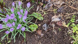 ВЕСНА/ДАЧА/АПРЕЛЬ  2026Г/ОЧЕНЬ ХОЛОДНО.